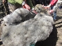 Am traditionellen Tag der Schafschur im Zoo Stralsund am 1. Mai erfahren Besucher viel Wissenswertes über den Weg der Wolle vom Schaf über das Verspinnen der Wolle bis zur Stricksocke