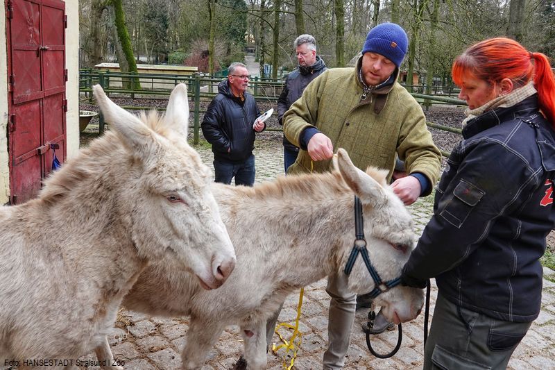 Die gekörten Eseldamen des Zoos