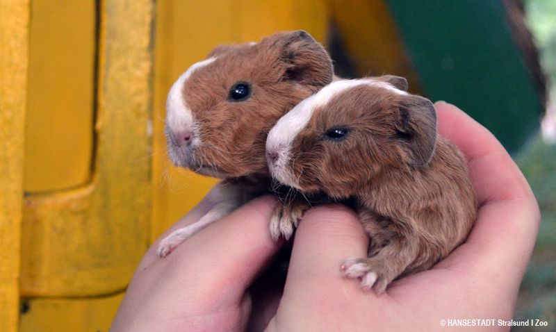 Meerschweinchen braun