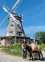 Am Pfingstmontag lädt der Zoo Stralsund zum Mühlentag ein. Auf dem Mühlenpfad können die Zoobesucher erleben, wie sich die Zoobäuerin ihren Weg vom Korn zum Brot organisiert