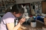In der Keramikwerkstatt bemalt Helga Krauß einen Osterhasen für den Frühlingsverkauf der Stralsunder Werkstätten